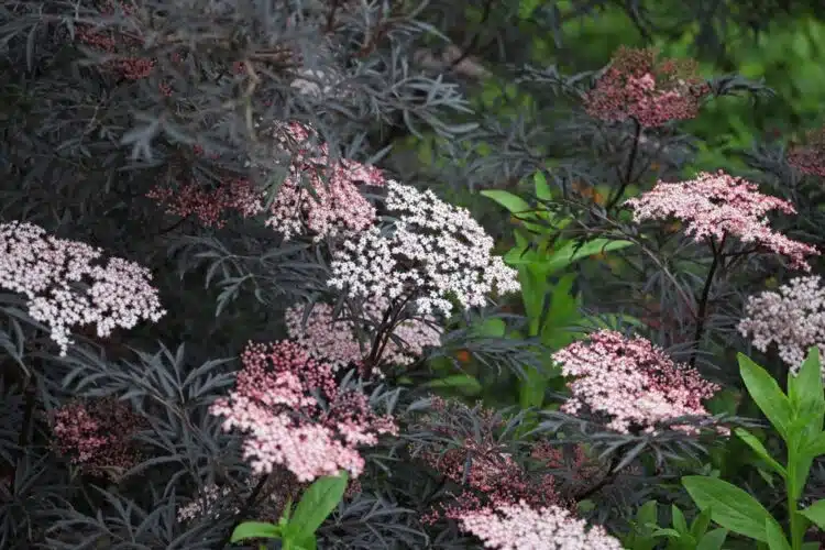 SAMBUCUS NIGRA BLACK LACE FLOWERS