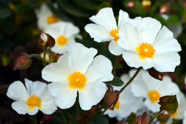 CISTUS CORBARIENSIS FLOWER DETAIL