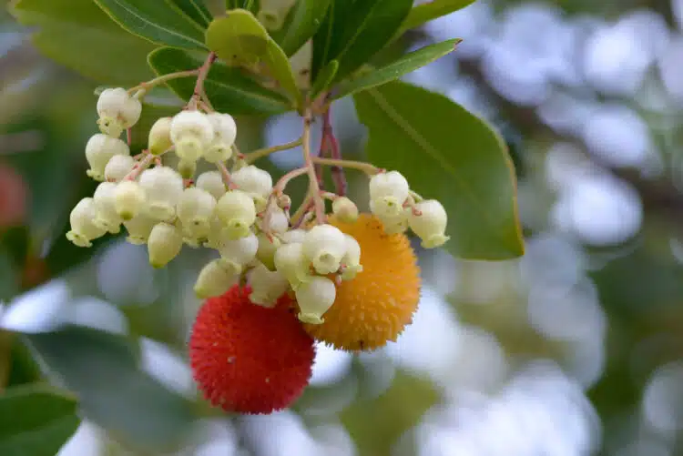 ARBUTUS UNEDO COMPACTA FLOWER AND FRUIT DETAIL