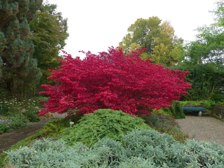 MATURE EUONYMUS ALATUS COMPACTUS SHRUB DISPLAYING RED AUTUMN LEAF COLOUR