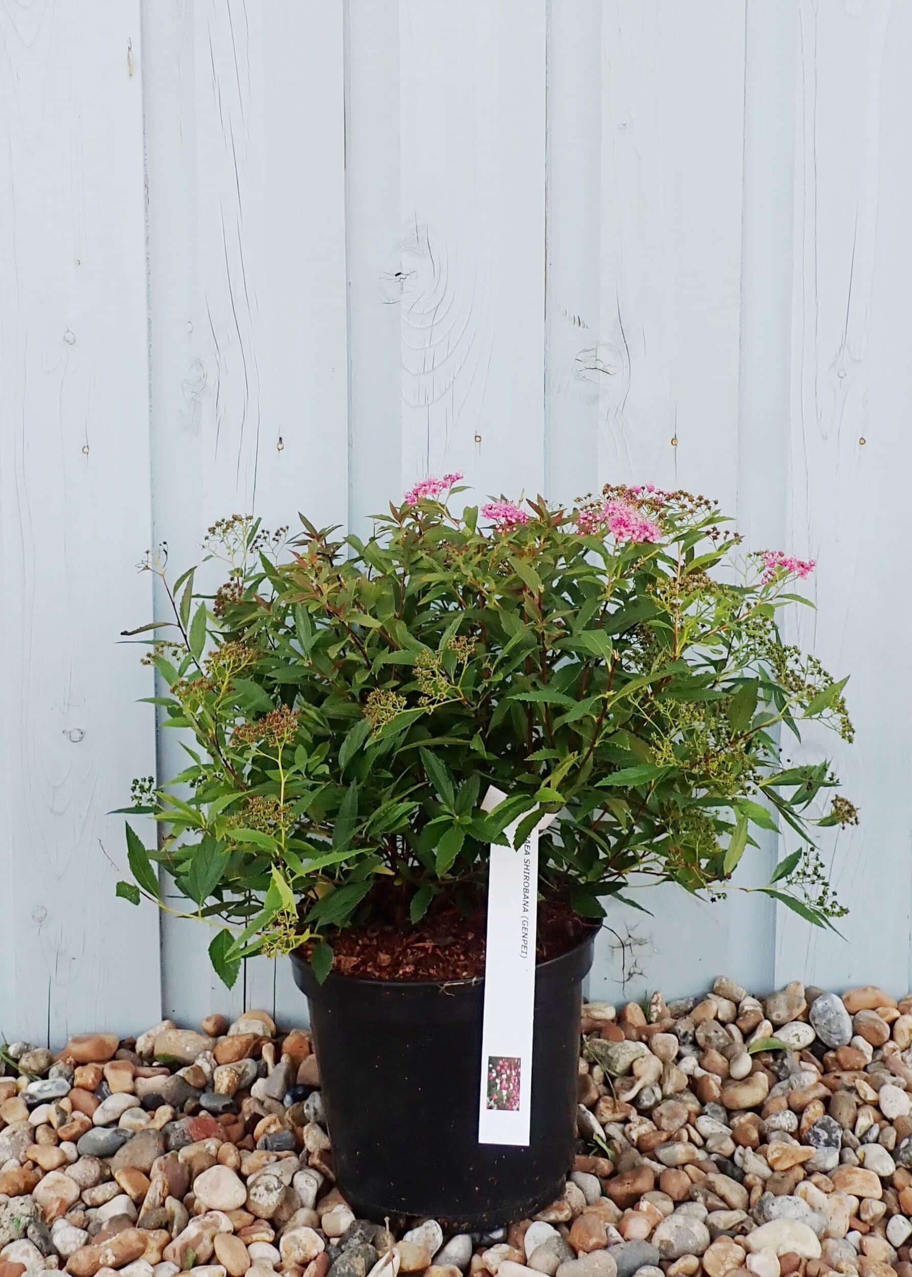 Spiraea Japonica Shirobana Shrubs - Hopes Grove Nurseries