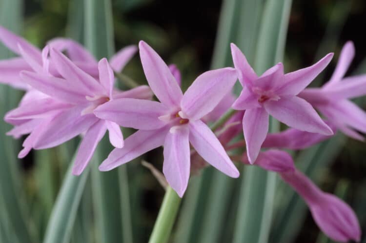 TULBAGHIA VIOLACEA SILVER LACE FLOWER DETAIL