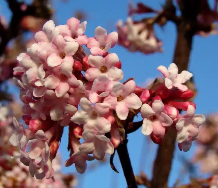 VIBURNUM BODNANRENSE DAWN FLOWER DETAIL