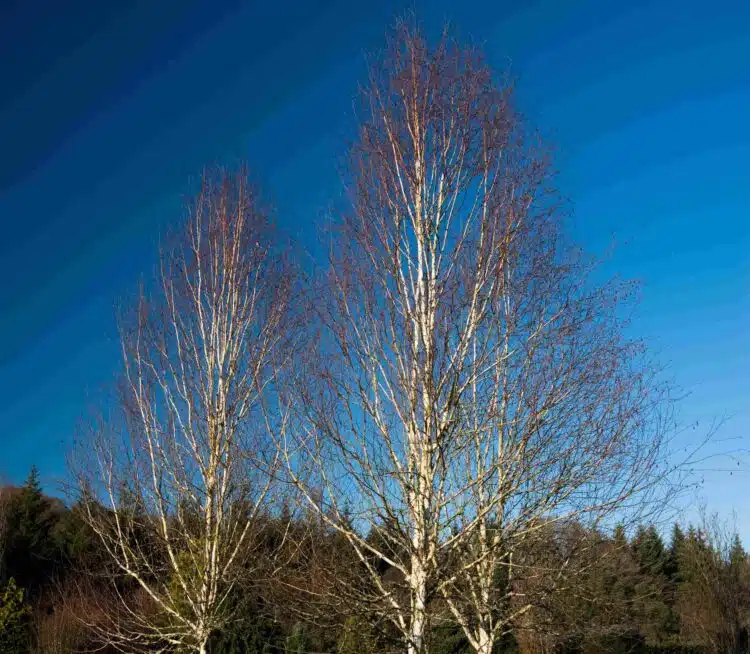 WHITE STEMS OF BETULA PENDULA ROYAL FROST IN WINTER AGAINST BLUE SKY IN BACKGROUND