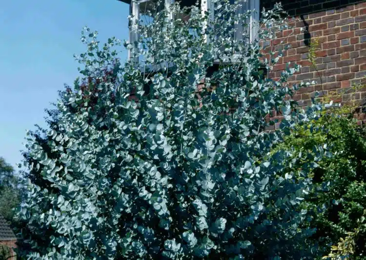 YOUNG EUCALYPTUS GUNNII TREE GROWING IN A FRONT GARDEN