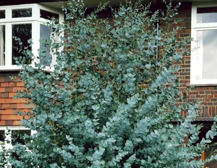 SILVERY BLUE FOLIAGE OF THE EUCALYPTUS GUNNII TREE