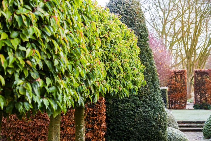 ROW OF MATURE PLEACHED PORTUGAL LAUREL TREES