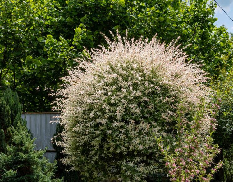 ROUND HEADED SPECIMEN OF SALIX INTEGRA HAKURO NISHIKI THE FLAMINGO WILLOW