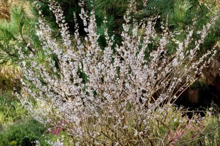 MATURE ABELIOPHYLLUM DISTICHUM ROSEUM SHRUB IN FLOWER