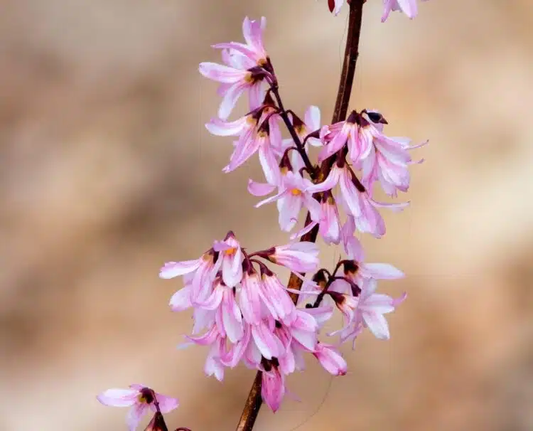 FLOWER DETAIL OF ABELIOPHYLLUM DISTICHUM ROSEUM