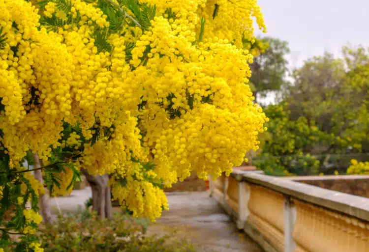 ACACIA DEALBATA GAULOIS ASTIER TREE COVERED IN YELLOW POMPOM FLOWERS