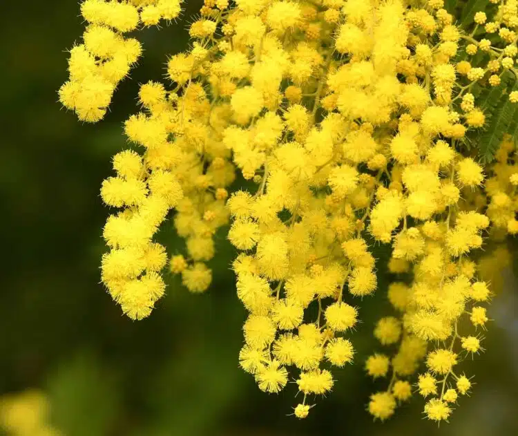 ACACIA DEALBATA GAULOIS ASTIER FLOWER DETAIL