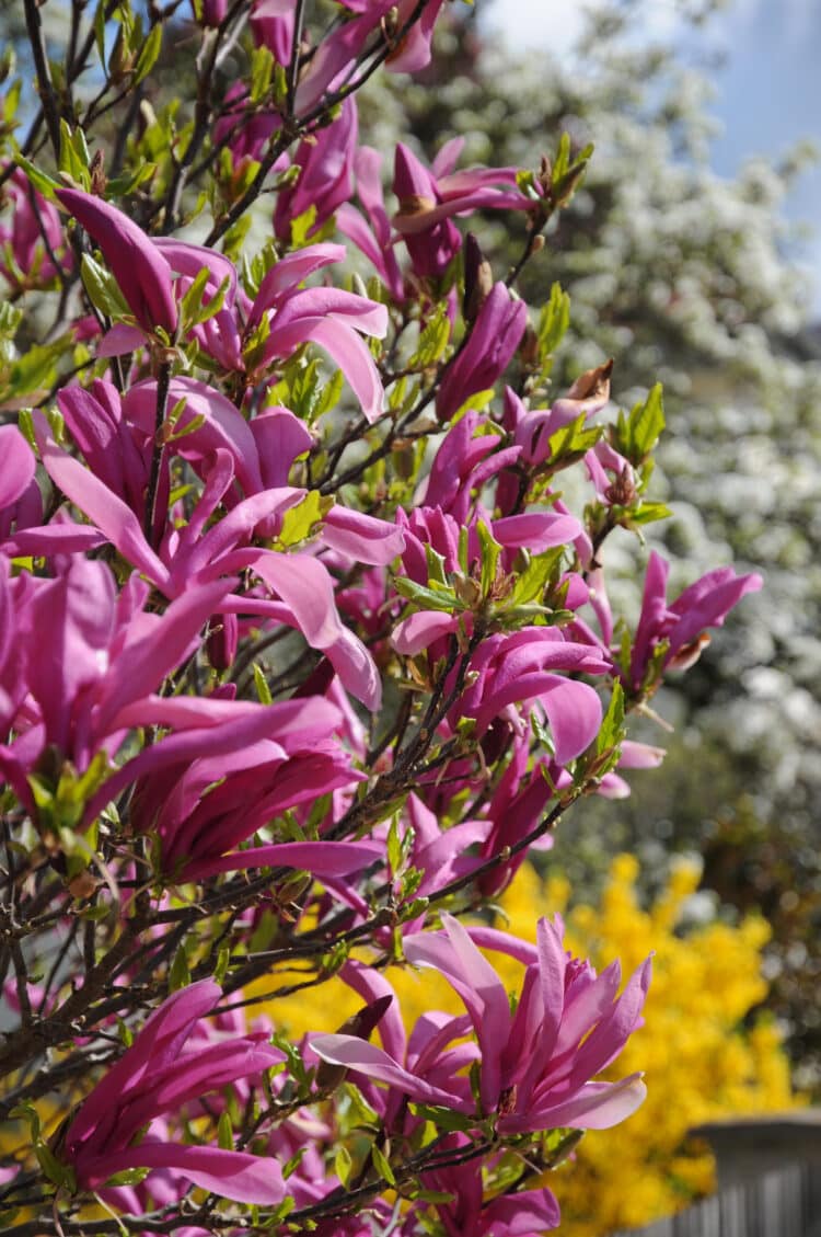 MATURE MAGNOLIA BETTY TREE WITH MANY FLOWERS