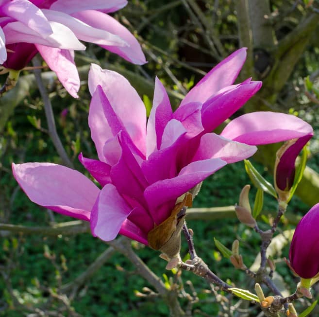 MAGNOLIA BETTY FLOWER DETAIL