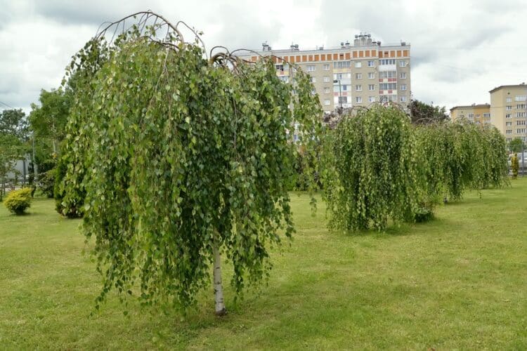 AVENUE OF YOUNG WEEPING BIRCH TREES BETULA PENDULA YOUNGII