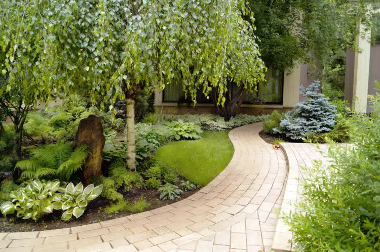 MATURE YOUNGS WEEPING BIRCH IN A FLOWER BED BETULA PENDULA YOUNGII