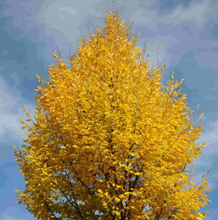 GOLDEN AUTUMN COLOUR VISIBLE ON A MATURE SPECIMEN OF CARPINUS BETULUS FRANS FONTAINE FASTIGIATE HORNBEAM