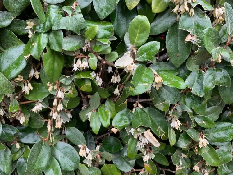 FLOWERS AND FOLIAGE OF PLEACHED ELAEAGNUS EBBINGEI TREE