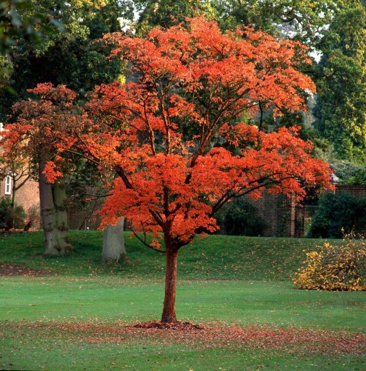 ACER GRISEUM PAPERBARK MAPLE GARDEN TREE WITH ORANGE AUTUMN LEAF COLOUR