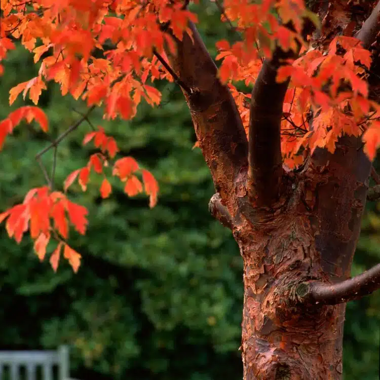 ACER GRISEUM STEM AND AUTUMN LEAF DETAIL