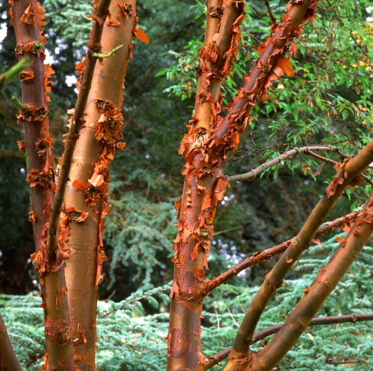 PEELING BARK OF THE PAPERBARK MAPLE ACER GRISEUM