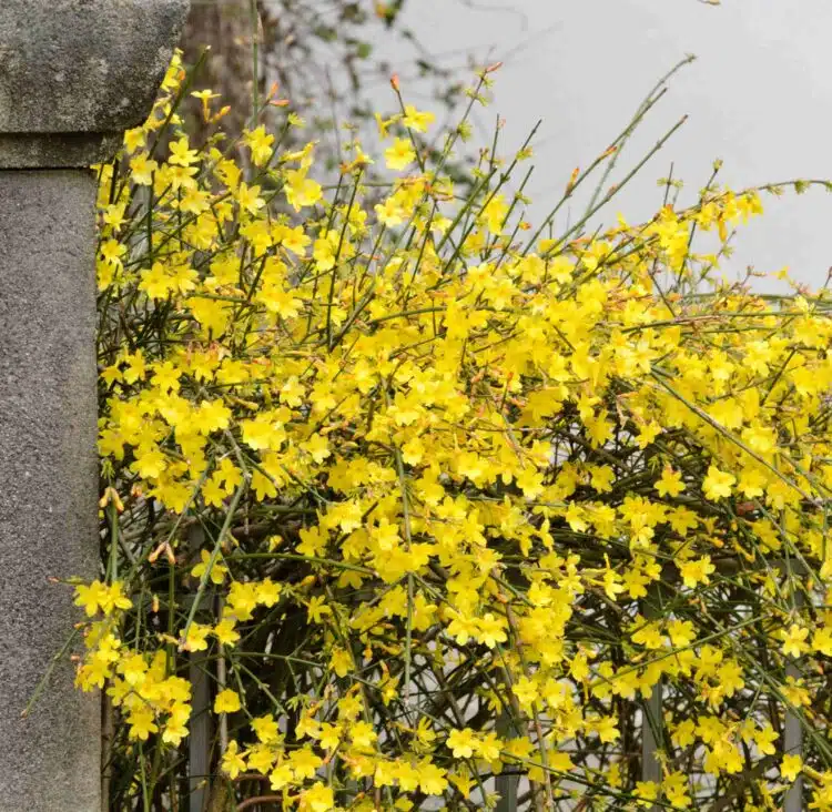 MANY BRIGHT YELLOW FLOWERS OF THE WINTER JASMINE JASMINUM NUDIFLORUM