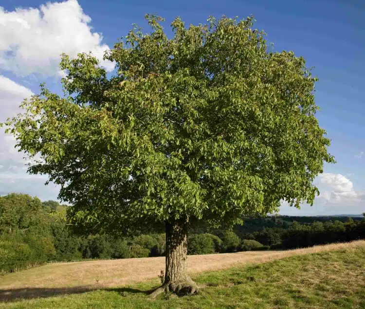 MATURE ENGLISH WALNUT JUGLANS REGIA TREE IN THE LANDSCAPE