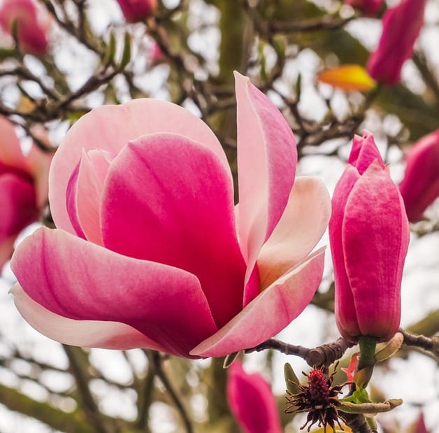 MAGNOLIA SOULANGIANA LENNEI FLOWER DETAIL