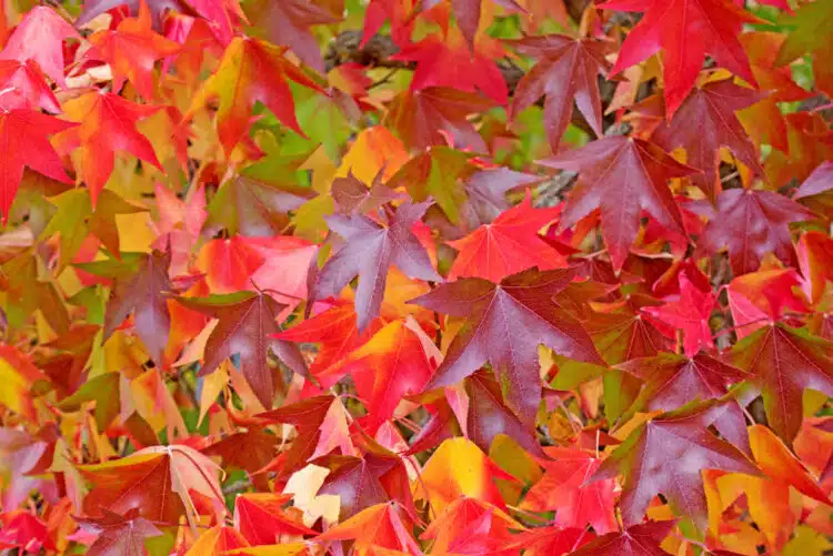 BRIGHTLY COLOURED AUTUMN FOLIAGE OF LIQUIDAMBAR STYRACIFLUA