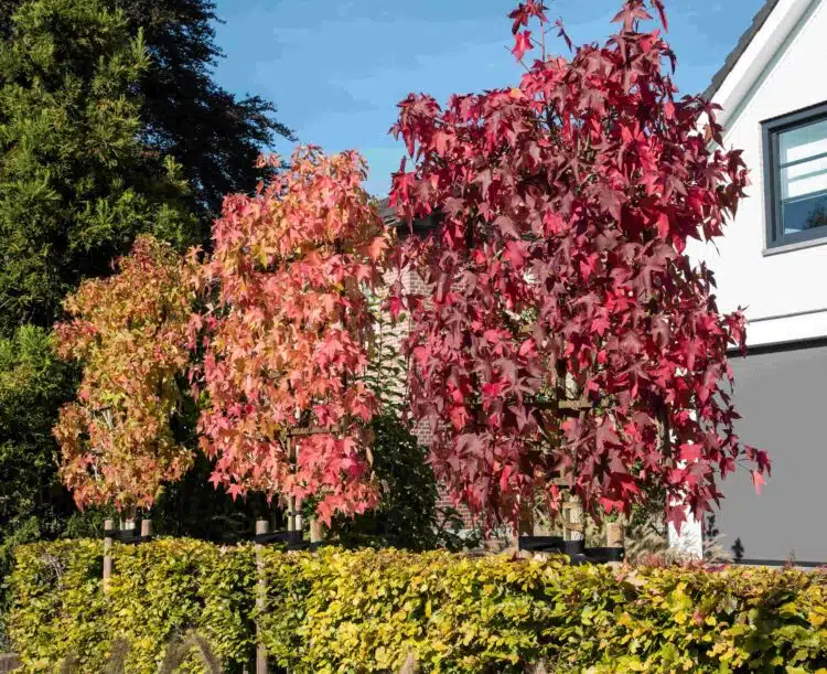 ROW OF PLEACHED LIQUIDAMBAR STYRACIFLUA TREES SHOWING DIFFERING STAGES OF AUTUMN LEAF COLOURING