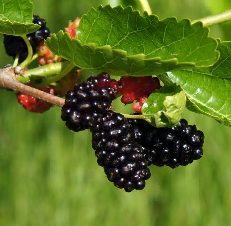 BLACK MULBERRY MORUS NIGRA FRUIT DETAIL