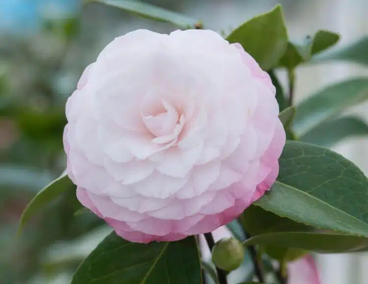 CAMELLIA NUCCIOS PEARL FLOWER DETAIL