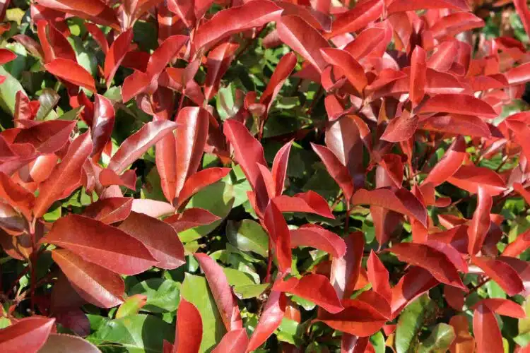 YOUNG RED FOLIAGE OF PHOTINIA RED ROBIN