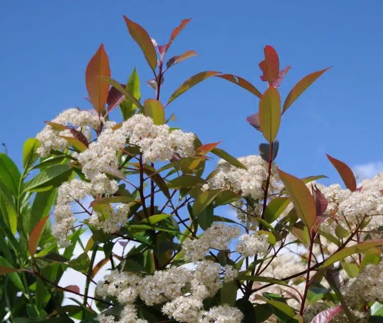 PHOTINIA RED ROBIN FLOWER DETAIL