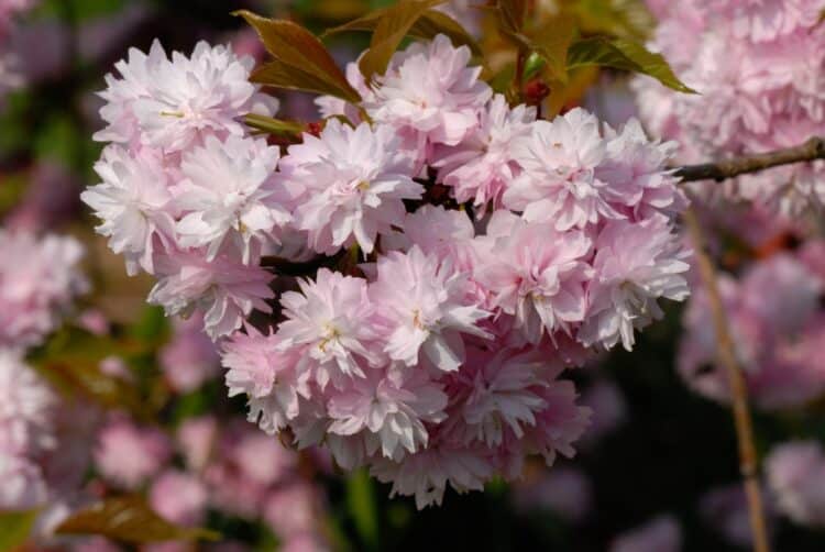 PRUNUS KIDU SHIDARA ZAKURA FLOWER DETAIL CHEALS WEEPING CHERRY