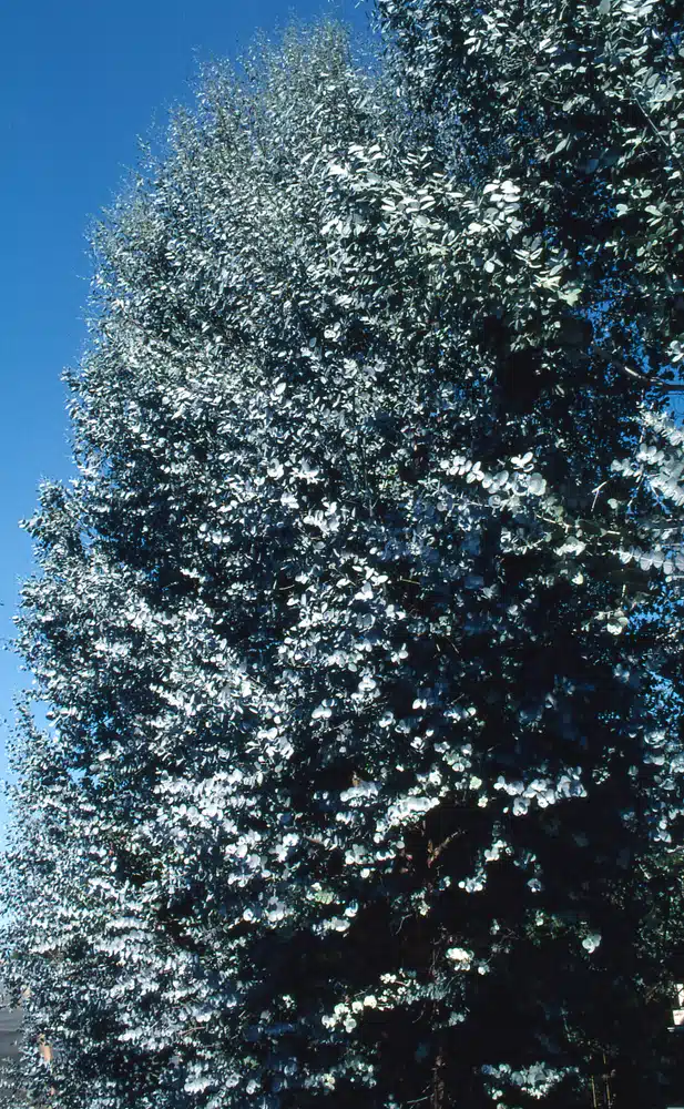 MATURE EUCALYPTUS GUNNII TREE