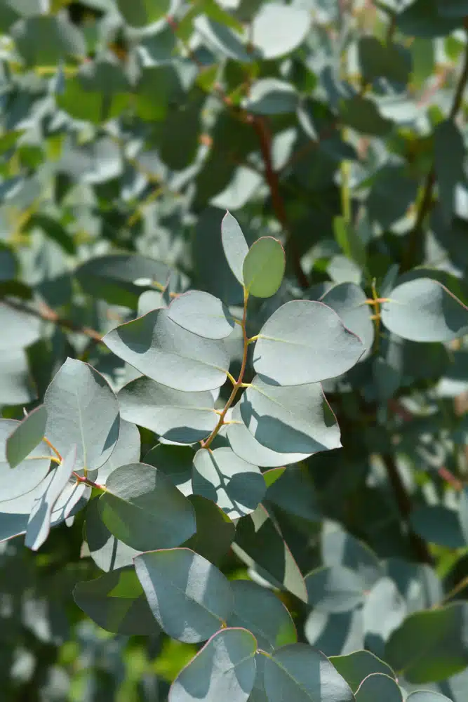 EUCALYPTUS GUNNII DETAIL OF LEAVES