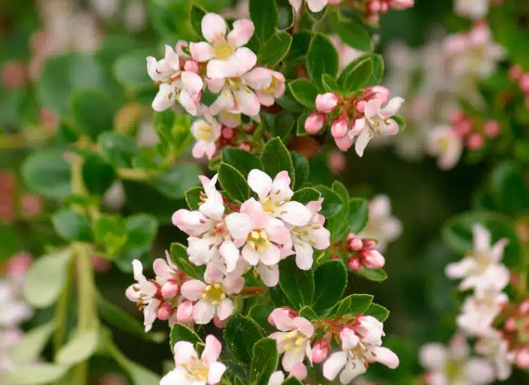 ESCALLONIA DONARD SEEDLING FLOWER DETAIL