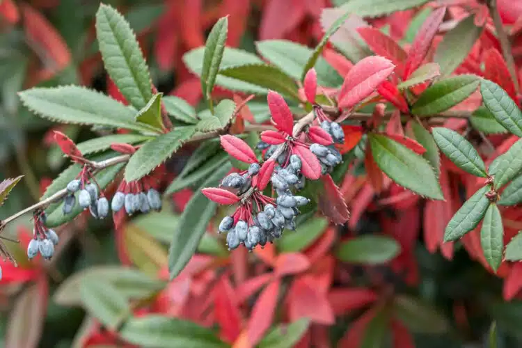 BERBERIS JULIANAE WINTER FOLIAGE AND BERRY DETAIL