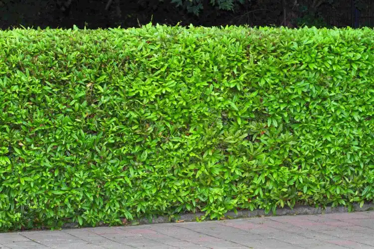 BERBERIS JULIANAE AS A NEATLY TRIMMED HEDGE