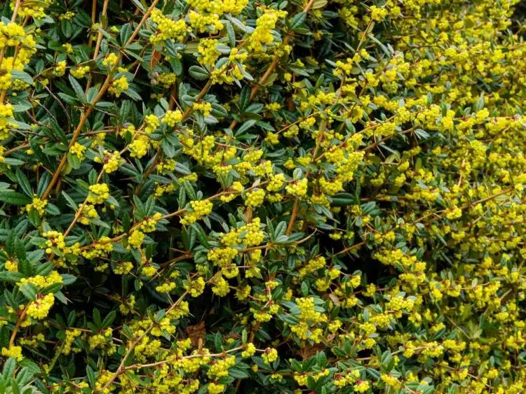 MANY YELLOW FLOWERS OPENING ON A BERBERIS JULIANAE HEDGE