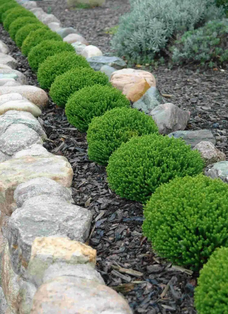 ROW OF HEBE EMERALD GEM SHRUBS USED AS EDGING