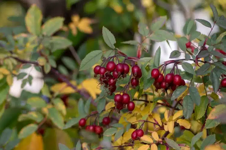 COLOURFUL RED HIPS OF ROSA GLAUCA