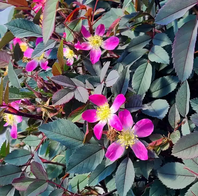 FLOWERS AND FOLIAGE OF ROSA GLAUCA