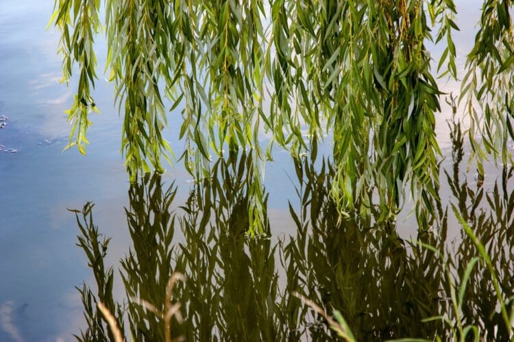 WEEPING WILLOW FOLIAGE DETAIL REFLECTED IN WATER