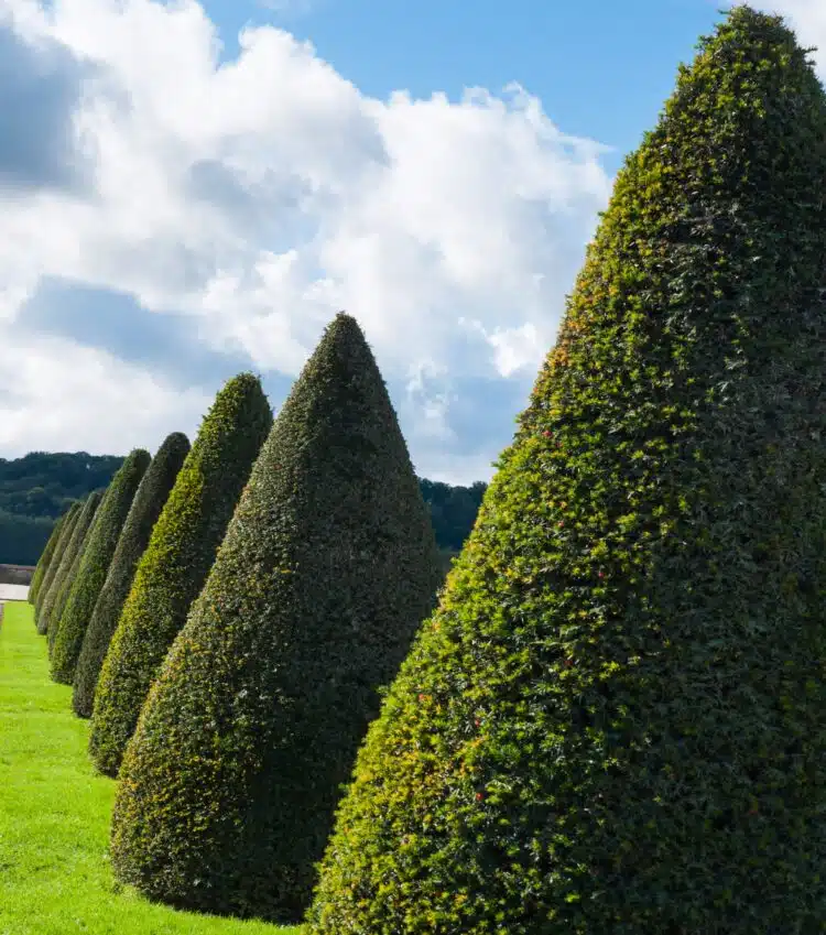 ROW OF TAXUS BACCATA TOPIARY CONES