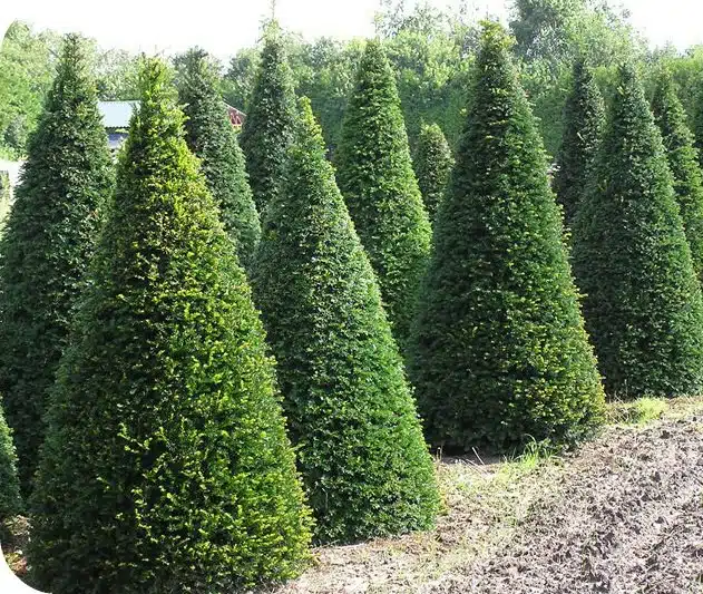 YEW TOPIARY CONES GROWING AT THE NURSERY